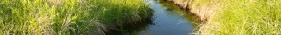Photo of a stream with long grass on both sides